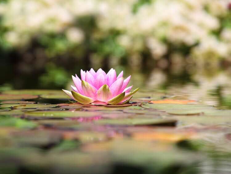 Flower-blooming-on-pond-